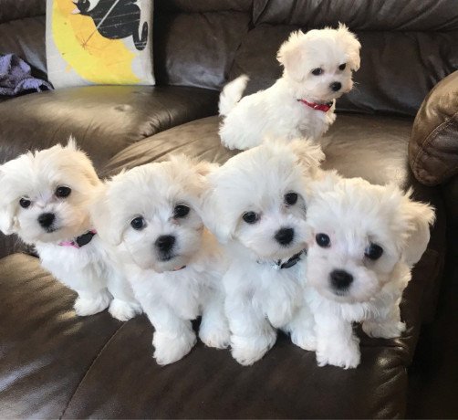 maltese-puppies-for-sale-big-0