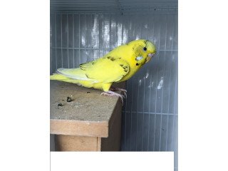 Yellow Young Pair (cage, babies & nest box)