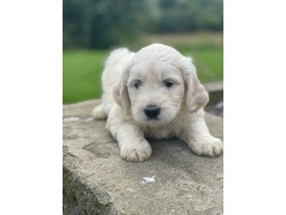 Beautiful Goldendoodle Pups Health Tested