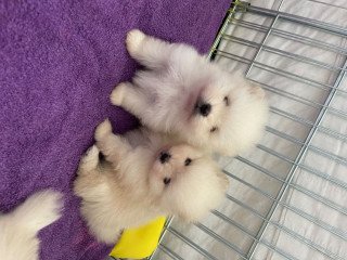 Cream White Pomeranian Puppies Available