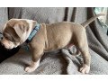 well-trained-american-bully-puppies-small-1