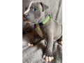 well-trained-american-bully-puppies-small-0