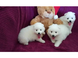 Pure breed Japanese Spitz puppies