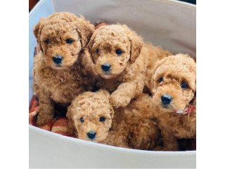 Male and Female Labradoodles  Puppies