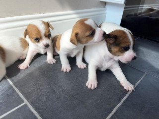 Jack Russell Puppies Available