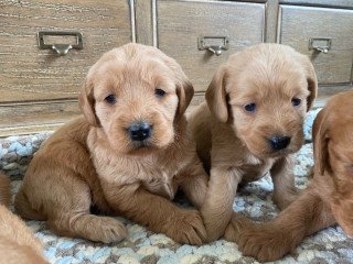 F1 Labradoodle  Miniature Puppies Available