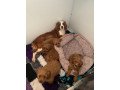 cute-and-adorable-cavapoo-puppies-for-sale-small-0