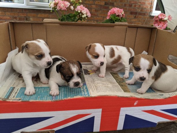 jack-russell-puppies-available-big-0