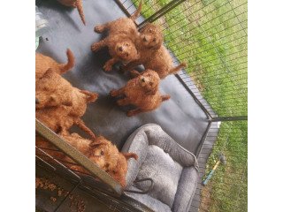 Full  Goldendoodle  Puppies