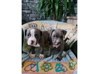 Well Trained American Bully puppies