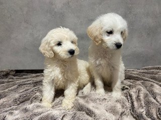Sweet Labradoodle  Puppies