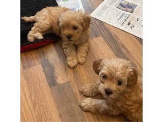 Quality poddle  puppies