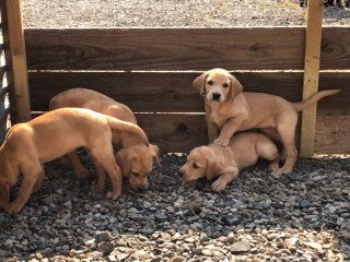 Labrador Retriever    Puppies For Sale
