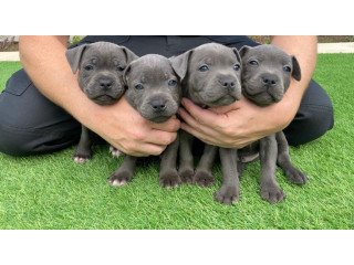 Blue Stafford Bull Terrier  Puppies