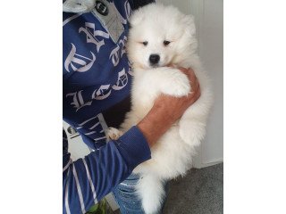 White Samoyed  Puppies for sale ...
