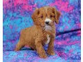 beautiful-blenheim-cavalier-puppies-small-2