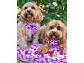 cavoodle-sisters-small-0