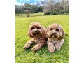 cavoodle-sisters-small-1
