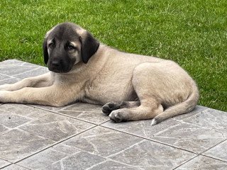 Kangal Puppies For Sale