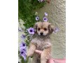 havanese-puppies-small-0