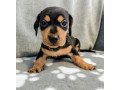 dachshund-puppies-for-sale-small-0