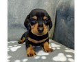 dachshund-puppies-for-sale-small-1