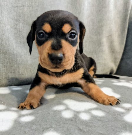 dachshund-puppies-for-sale-big-0