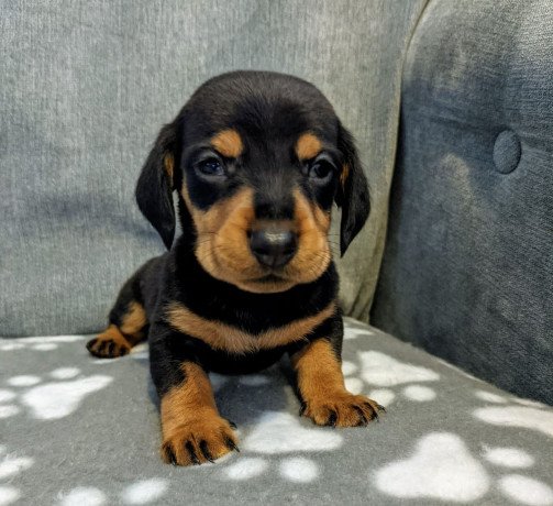 dachshund-puppies-for-sale-big-1