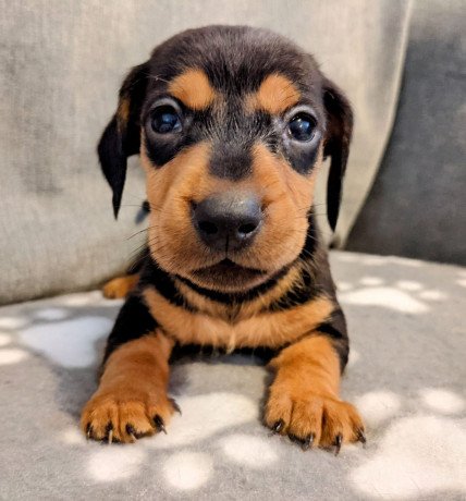 dachshund-puppies-for-sale-big-2