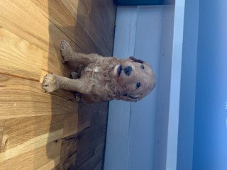 Labradoodle Puppies minauture for sale