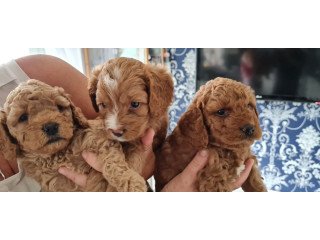 Cavoodle Puppies ready now