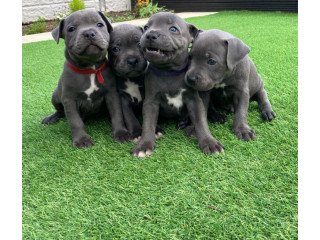 Stafford Bull Terriers Puppies ready
