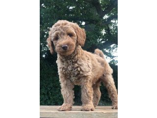 Labradoodles ready for sale