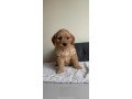 goldendoodle-puppies-for-your-home-small-1