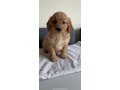 goldendoodle-puppies-for-your-home-small-0