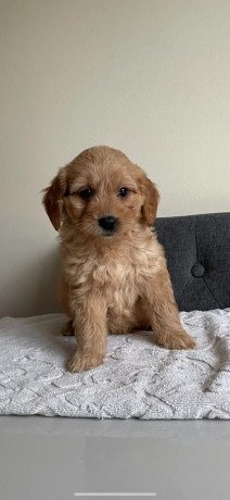 goldendoodle-puppies-for-your-home-big-1
