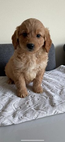 goldendoodle-puppies-for-your-home-big-0
