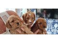 super-cute-red-cavapoo-puppies-small-1