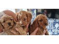 super-cute-red-cavapoo-puppies-small-0