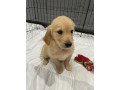 cute-golden-retriever-puppies-small-1