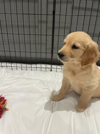 cute-golden-retriever-puppies-big-0