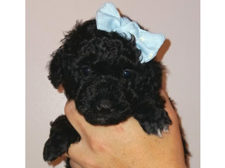 PURE TOY POODLE PUPPIES