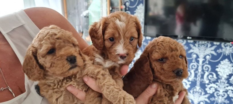 male-and-female-cavapoo-puppies-available-big-1