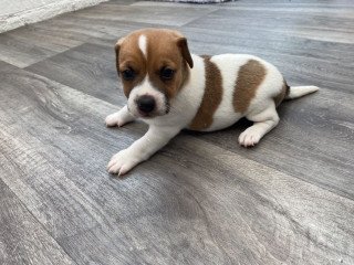 Awesome Jack Russell  puppies Available