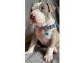 well-trained-american-bully-puppies-small-2