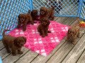 charming-cavapoo-puppies-small-0