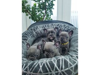 Adorable Blue French Bulldog  Puppies