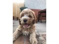 affectionate-cavapoos-available-small-0