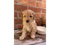 cute-and-adorable-goldendoodle-puppies-for-sale-small-1