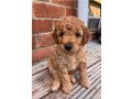 cute-and-adorable-goldendoodle-puppies-for-sale-small-0